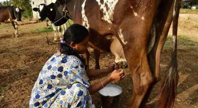 milk subsidy