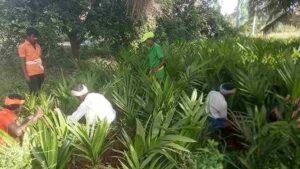 adike krishi