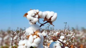 cotton price
